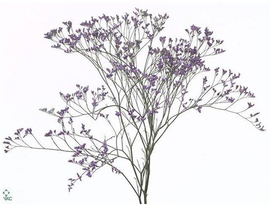Limonium Saf Dark Blue c1960