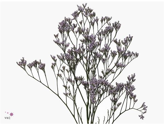 Limonium Saf Lilac c1963