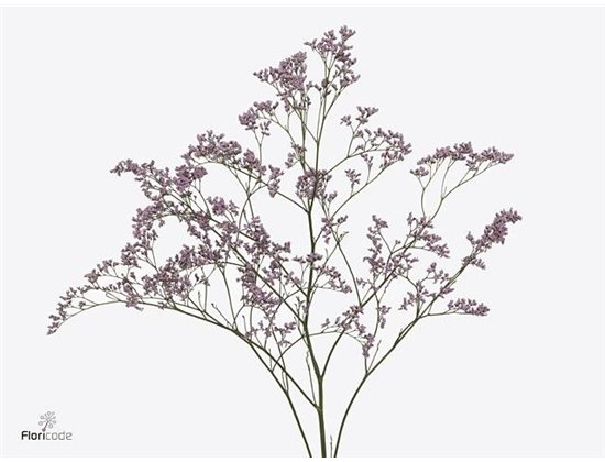 Limonium Saf Oshi Pink c1967