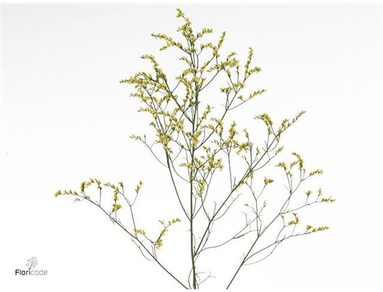 Limonium Sin China Summer c1972