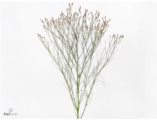 Limonium Sin Diamond Mixed c1975