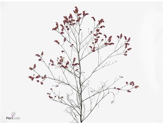 Limonium Sin Scar Diamond c1979