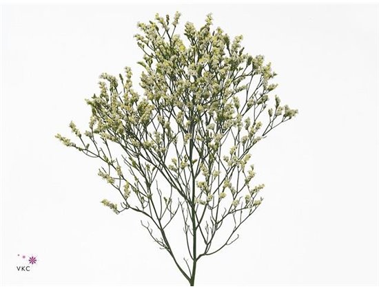 Limonium Sin Scar Diamond c1980