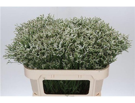 Limonium Sin Senecio P Colada c1982