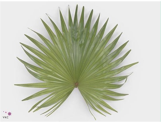 Limonium Sin Senecio Tip Top c1984