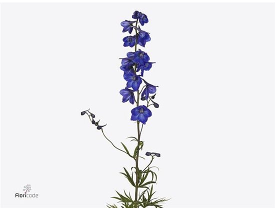 Delphinium En Atlantis c1099