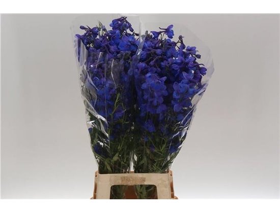 Delphinium En Donna c1100