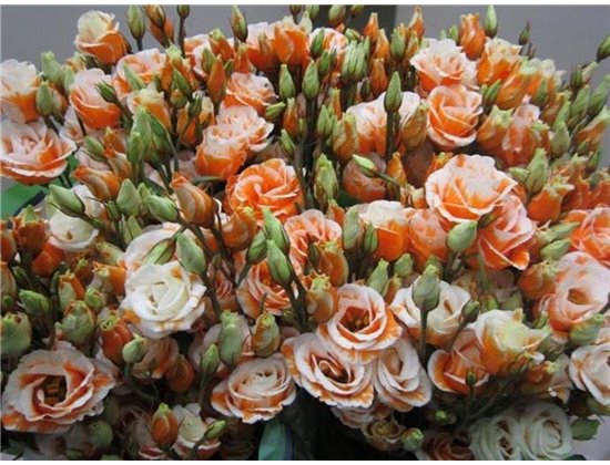 Eustoma Double Rosi G Orange c1480