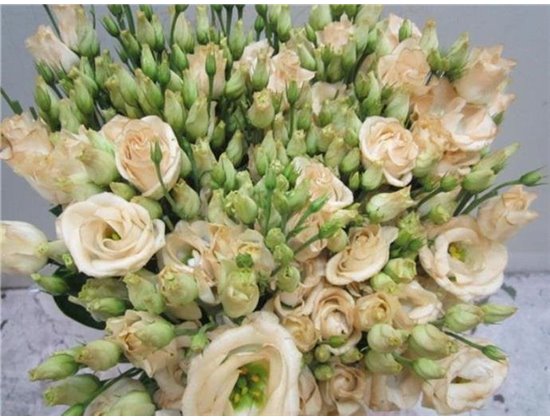 Eustoma Double Rosi G Sweet Brownie c1487