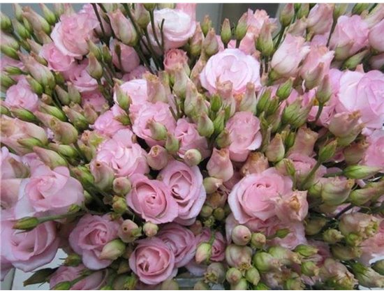 Eustoma Double Rosi G Sweet Rose c1493
