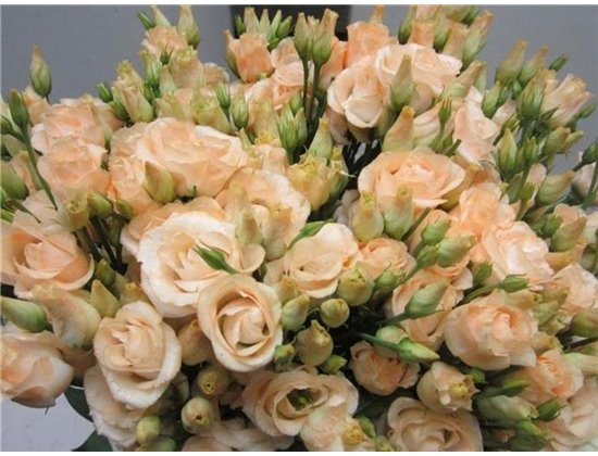 Eustoma Double Rosi G Sweet Salmon c1495