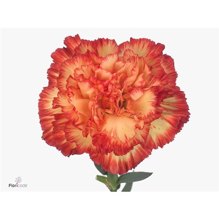 Nagelj Long Zenit c620