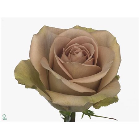 Vrtnica Amnesia c2512