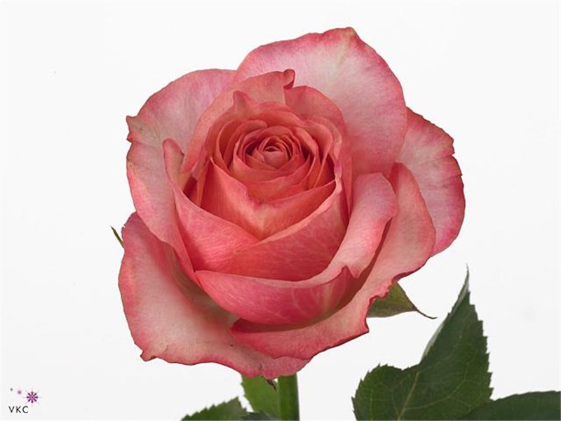 Vrtnica Coral Reef c2561