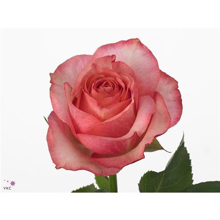 Vrtnica Coral Reef c2561