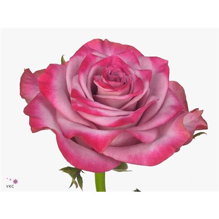 Vrtnica Deep Purple c2569