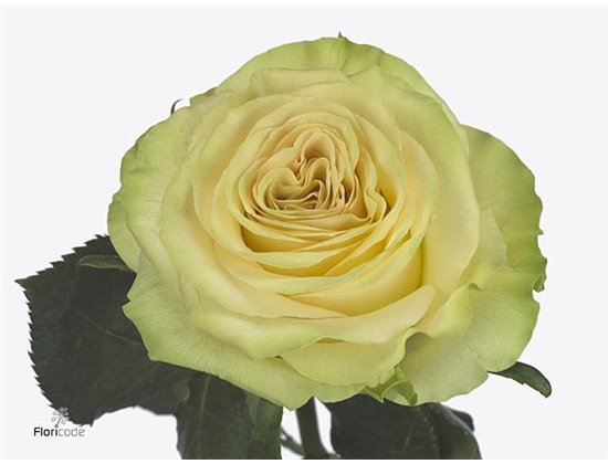 Vrtnica Dynamic c2572