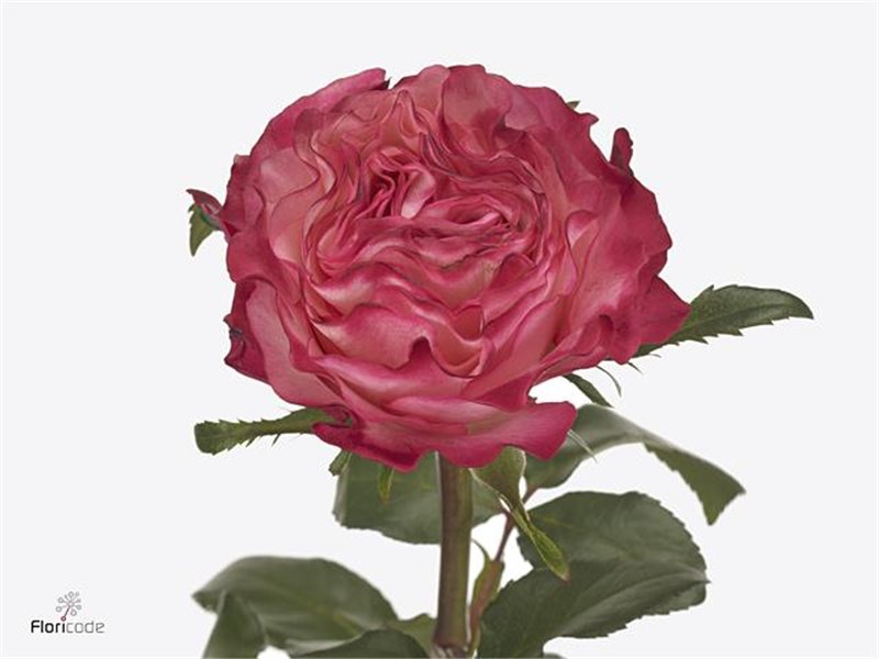 Vrtnica Enchantment c2575