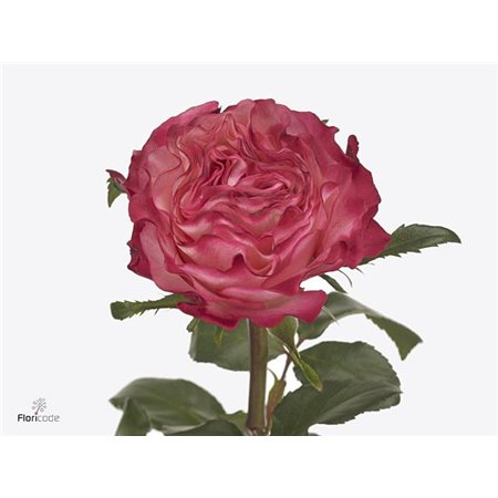 Vrtnica Enchantment c2575