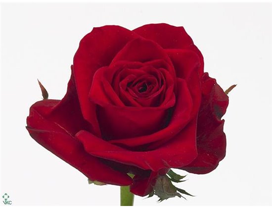 Vrtnica Freedom c2602