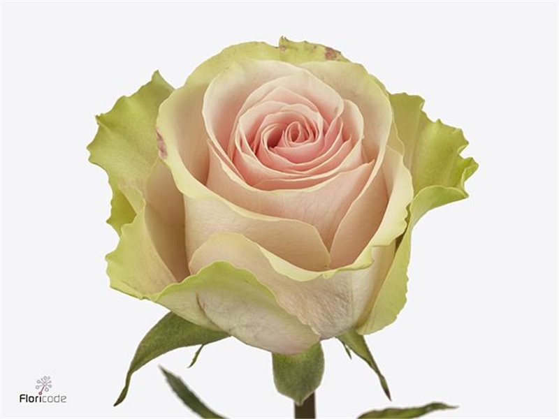 Vrtnica Frutteto c2607