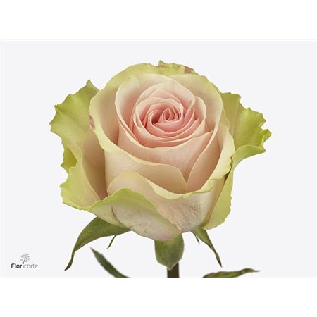 Vrtnica Frutteto c2607