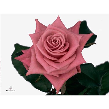 Vrtnica Gotcha c2616