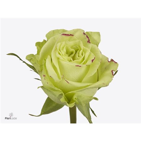 Vrtnica Lemon Pie c2634