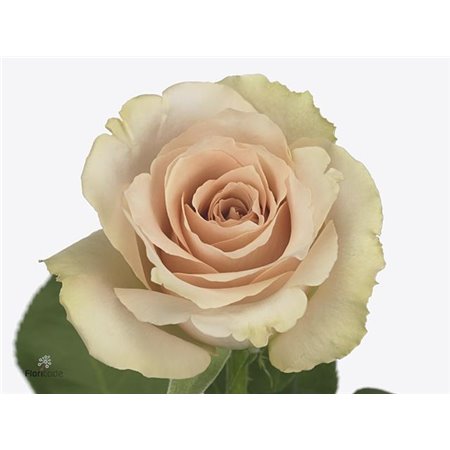 Vrtnica Quicksand c2694