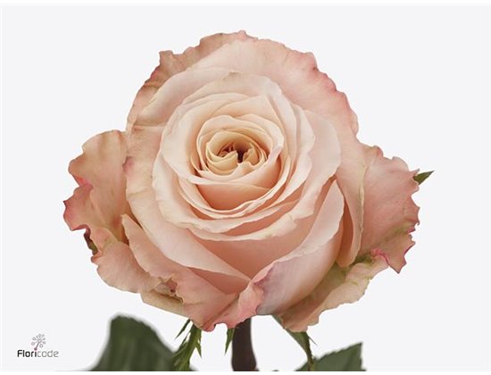 Vrtnica Shimmer c2713