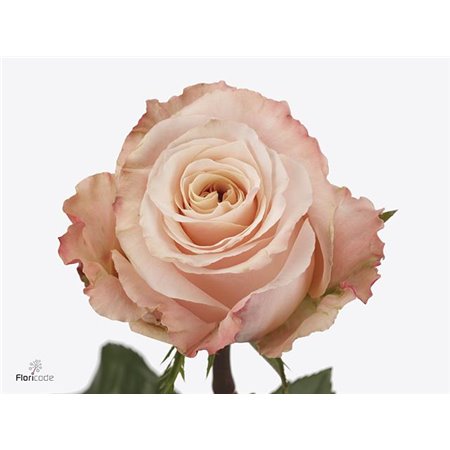 Vrtnica Shimmer c2713