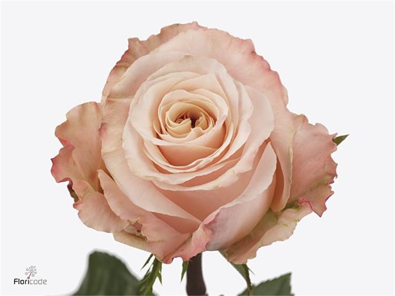 Vrtnica Shimmer c2717