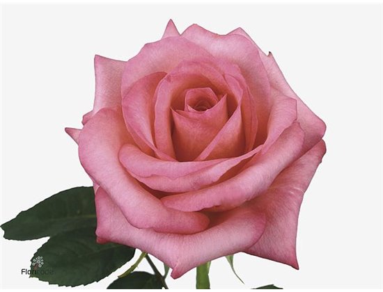 Vrtnica Sweetness c2735