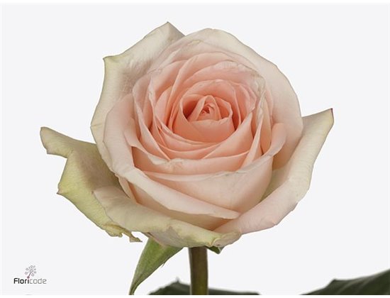 Vrtnica Tiffany c2745