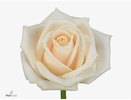 Vrtnica Vendela c2756