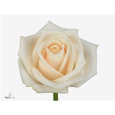 Vrtnica Vendela c2756