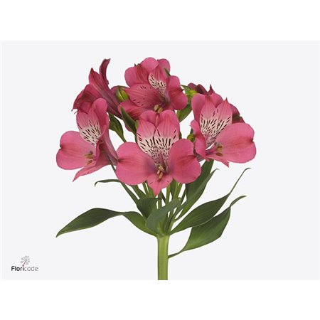 Alst.short Bubblicious c22