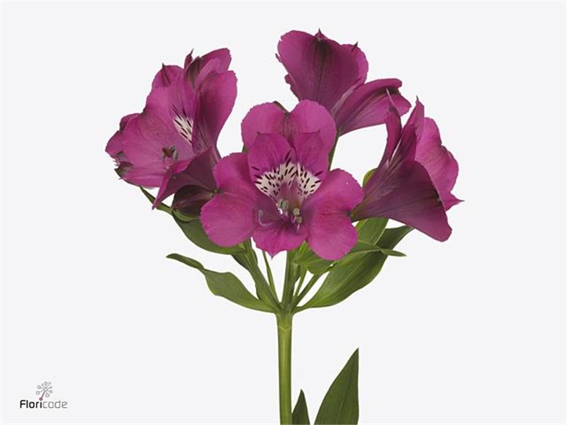 Alst.short Bubblicious c23