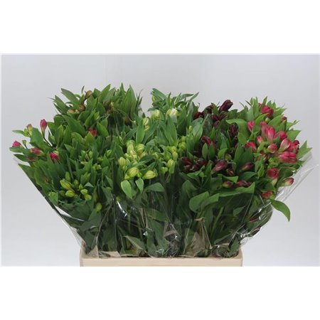 Alst.short Mixed in bucket c31