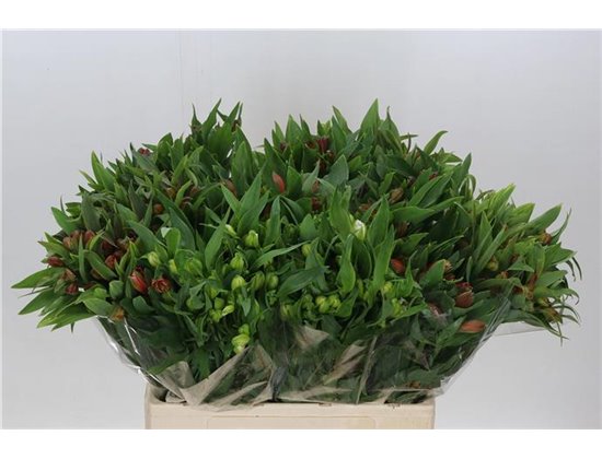 Alst.short Mixed in bucket c32