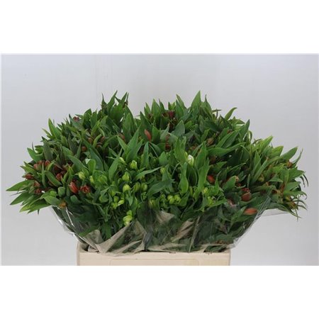 Alst.short Mixed in bucket c32