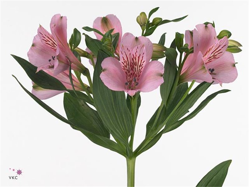 Alst.short Pink Floyd c34