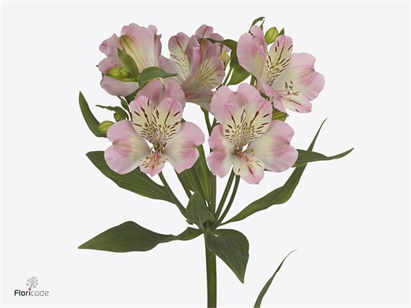 Alst.short Pink Floyd c35