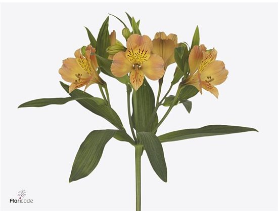 Alstromerija Astro Thabit c46