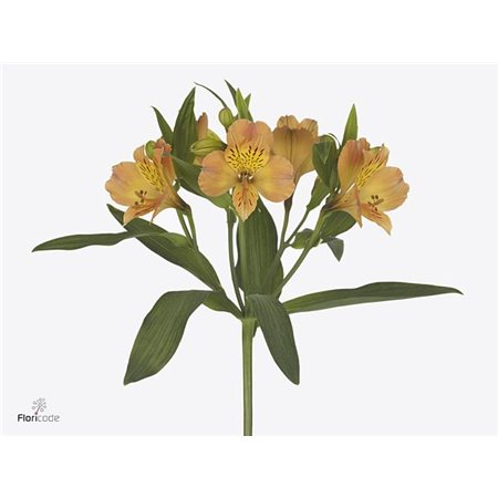 Alstromerija Astro Thabit c46