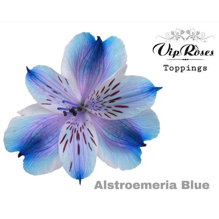 Alstromerija Blue c51