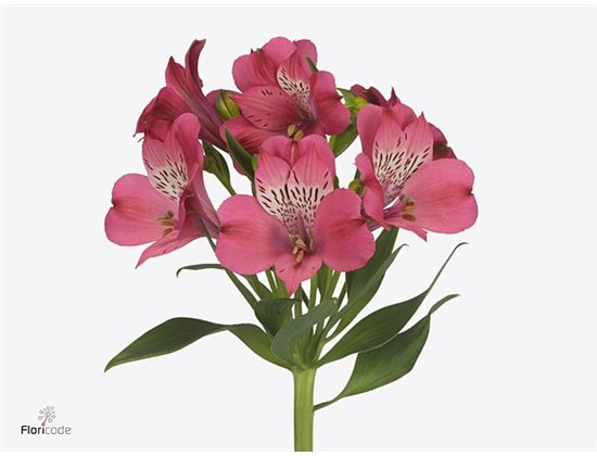 Alstromerija Bubblicious c53