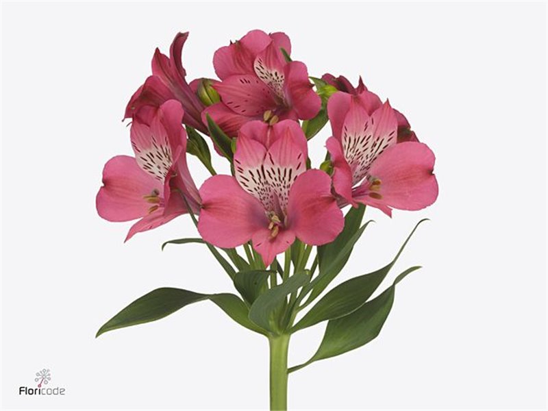 Alstromerija Bubblicious c53