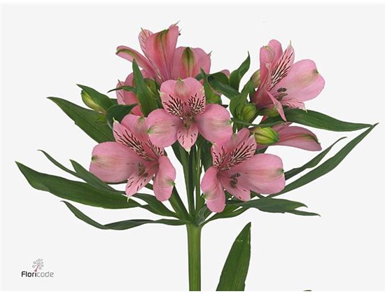 Alstromerija Elegance c54