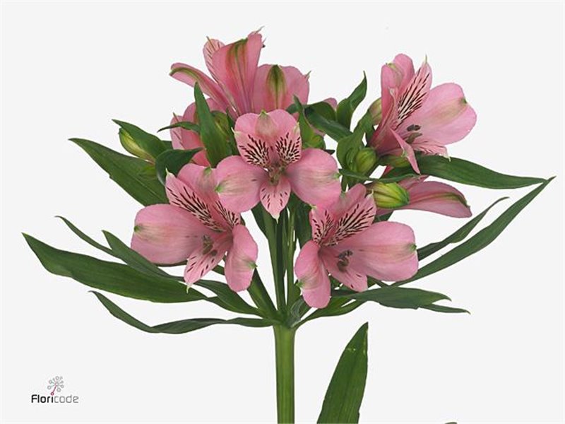 Alstromerija Elegance c54